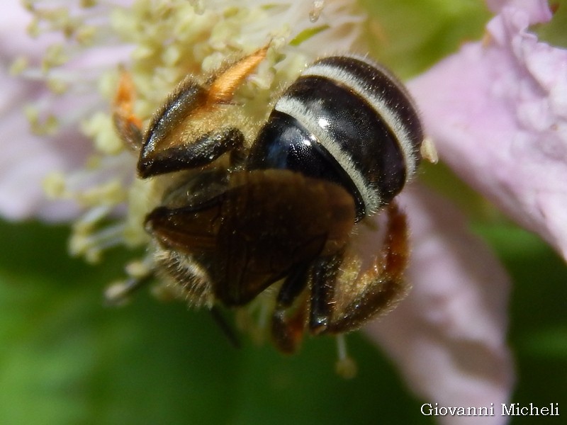 Apidae Halictinae: cfr. Lasioglossum sp., femmina